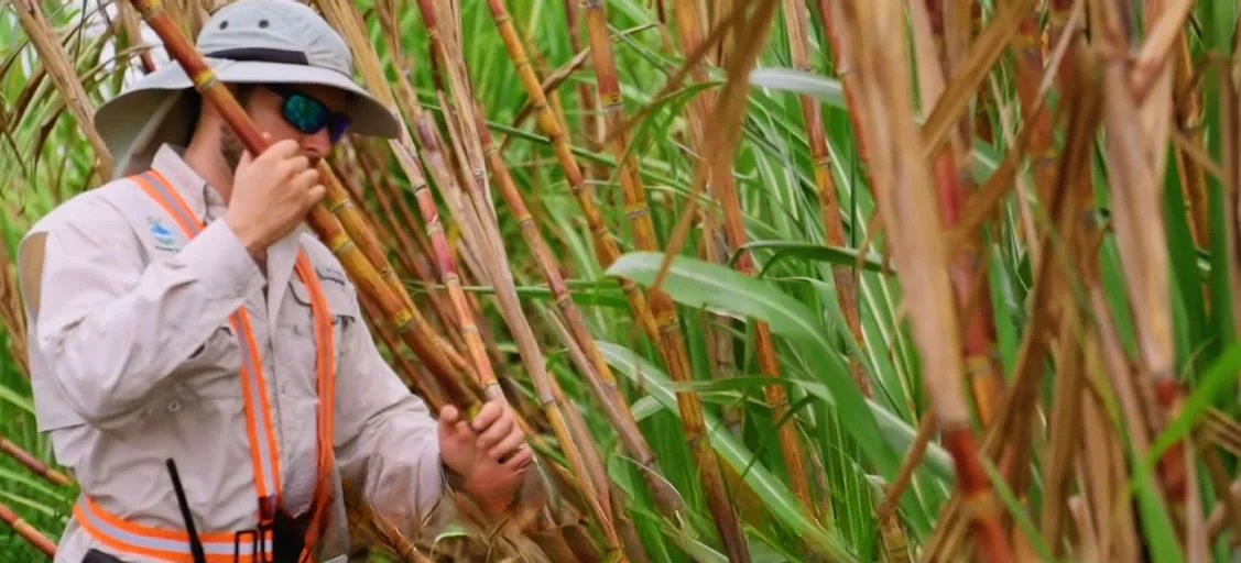 solmaya sugar organic